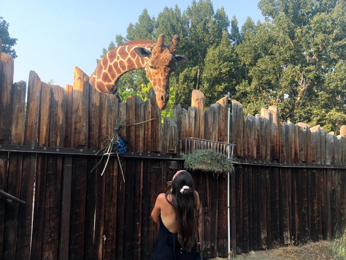 Wine Safari at Zoo&nbsp;Boise